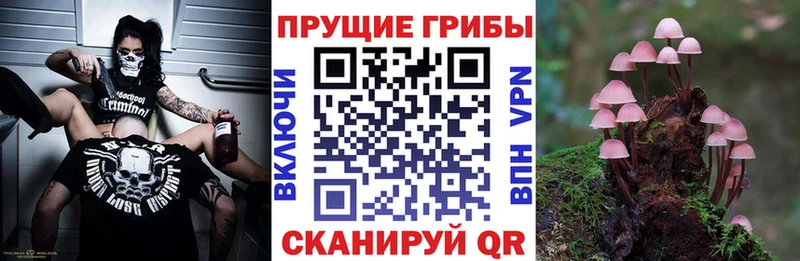 Галлюциногенные грибы Cubensis  купить закладку  Пугачёв 